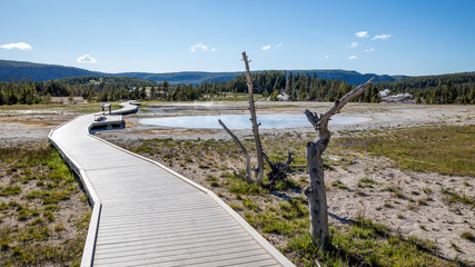 Wooden walkway among the geysers and dry trees. Upper Geyser Basin, Yellowstone National Park, Wyoming