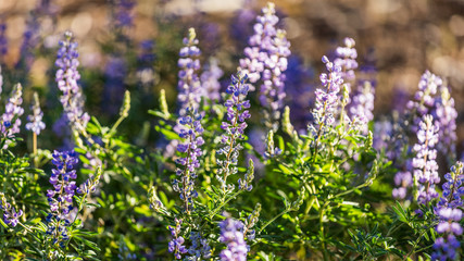 Obraz premium Beautiful blue flowers. Upper Geyser Basin, Yellowstone National Park, Wyoming