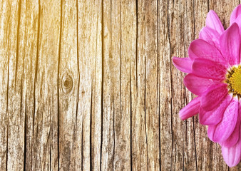 half of pink daisy flower on blurred wooden background with copy