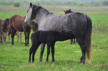 Horse standing and feeding its foal