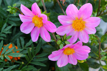 flowers in the garden dahlia annual