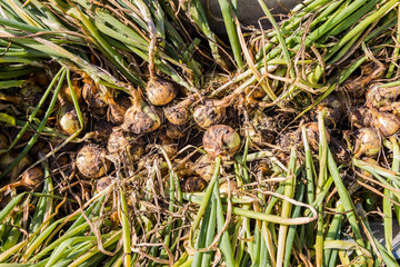 The harvest of onion in soil with the onions. Fresh onions at the farm.