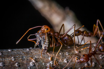 red ant carrying insect for eat
