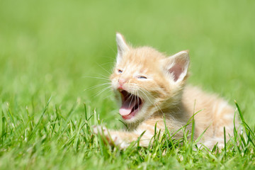 red kitten lying on meadow and yawning