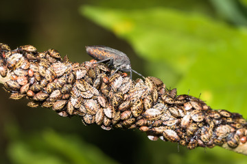 This is a photo of some stinkbug larvae, was taken in XiaMen botanical garden, China.