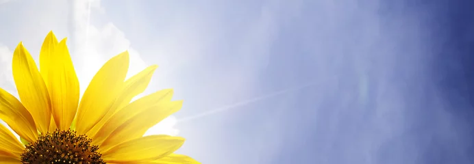 Fotobehang Zonnebloem Veld met bloeiende zonnebloemen  © Chepko Danil