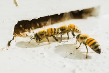 Beekeeping, The bees at front hive entrance, honeycomb in a wooden frame