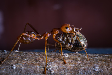 red ant carrying insect for eat