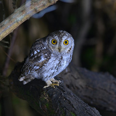 oriental scop owl bird