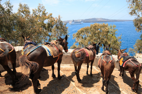 muli nel percorso pedonale da Fira al porto (isola di Santorini)