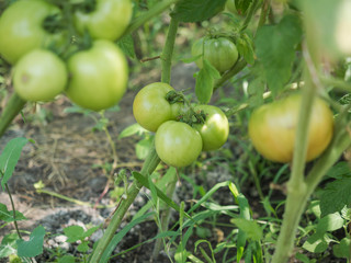 Green tomatoes growing on the branches.