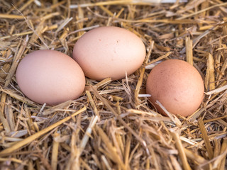 Close-up brown chicken eggs on a bed of straw