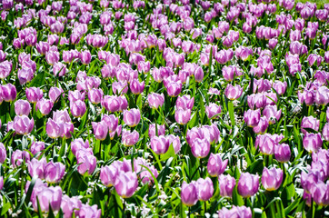 White purple tulips, green foliage in sunshine