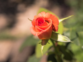 Obraz premium Roses with red petals.