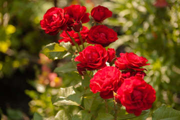 Roses with red petals.