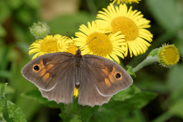 Obraz premium Meadow Brown, Maniola jurtina