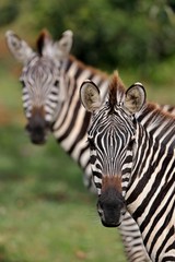 Zebras during the great migration in masai mara, wild africa, african wildlife, animals in their nature habitat