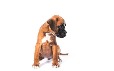 Obraz premium Boxer puppy dog