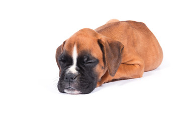 Boxer puppy dog