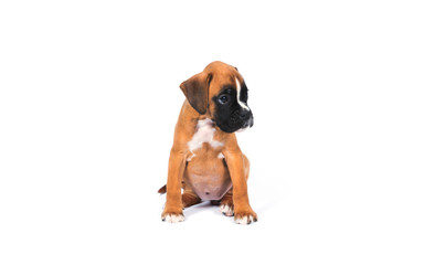 Boxer puppy dog