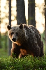 brown bear at sunrise in forest