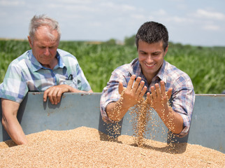 Farmers looking at wheat grain