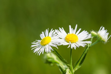 Obraz premium chamomile flowers