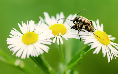 Obraz premium insects