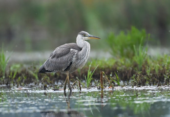 Grey heron (Ardea cinerea)
