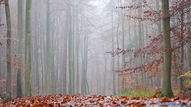 Nebelstimmung im Laubwald