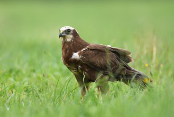 Marsh harrier (Circus aeruginosus) - female