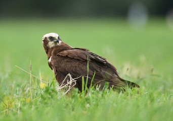 Marsh harrier (Circus aeruginosus) - female
