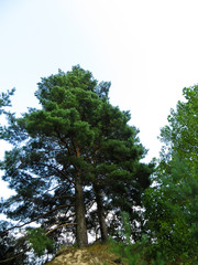 Big lonely pine on a hill