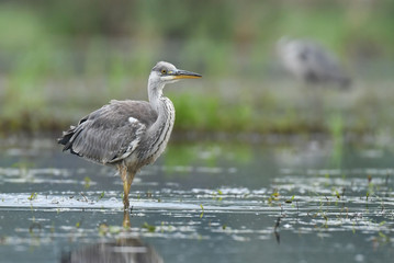 Grey heron (Ardea cinerea)