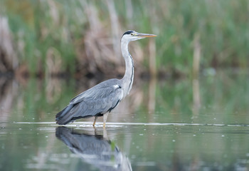 Grey heron (Ardea cinerea)