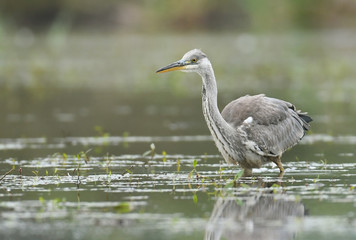 Grey heron (Ardea cinerea)