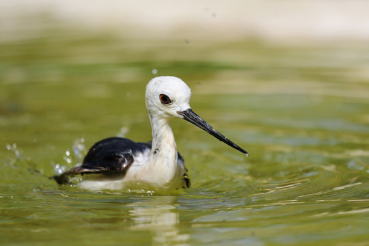 Petit oiseau barbotant