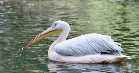Floating White Pelican with latin name Pelecanus onocrotalus on water.