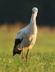 White stork