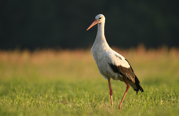 White stork