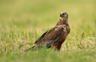 Marsh harrier (Circus aeruginosus) - male