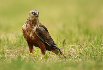 Marsh harrier (Circus aeruginosus) - male