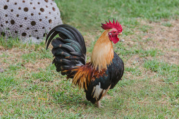 lose up portrait of bantam chicken, poultry