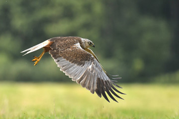 Marsh harrier (Circus aeruginosus) in spring scenery