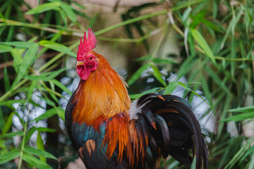 lose up portrait of bantam chicken, poultry