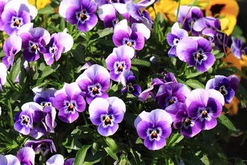 Keuken foto achterwand Viooltjes viooltje bloemen textuur