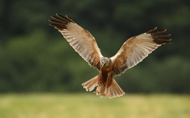 Marsh harrier (Circus aeruginosus) in spring scenery