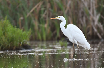 Great white egret (Egretta alba)