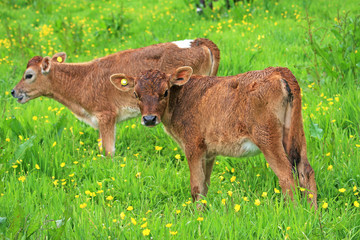 Fototapeta premium Calves in a field