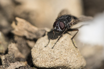 common house fly on a stone outdoors
